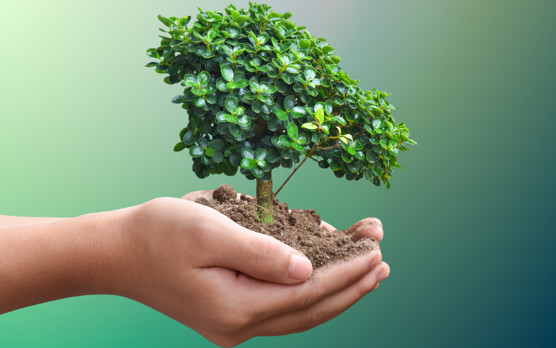 A hand holding a tree, symbolic of ethical digital marketing