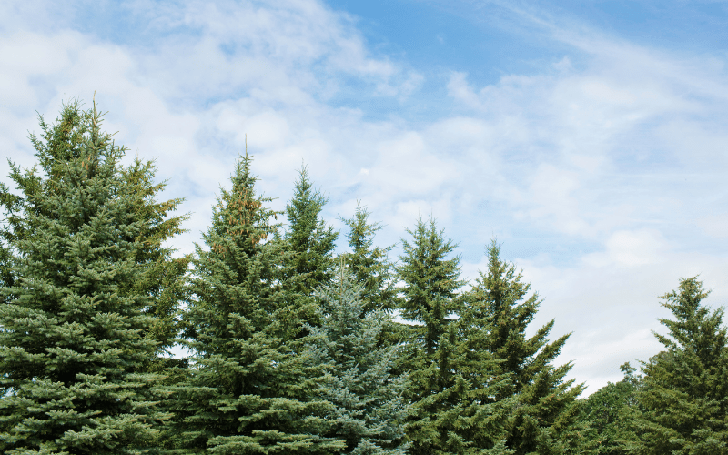 Spruce trees representing evergreen content